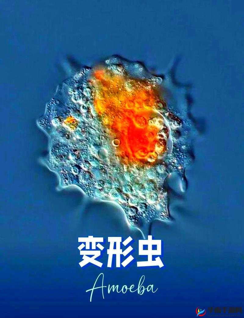 OOM 与动物 ZOOM 最新版本:带你探索奇妙动物世界之旅