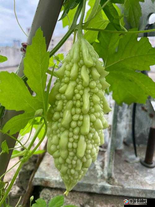 1313 苦瓜：独具风味的绿色健康蔬果之选