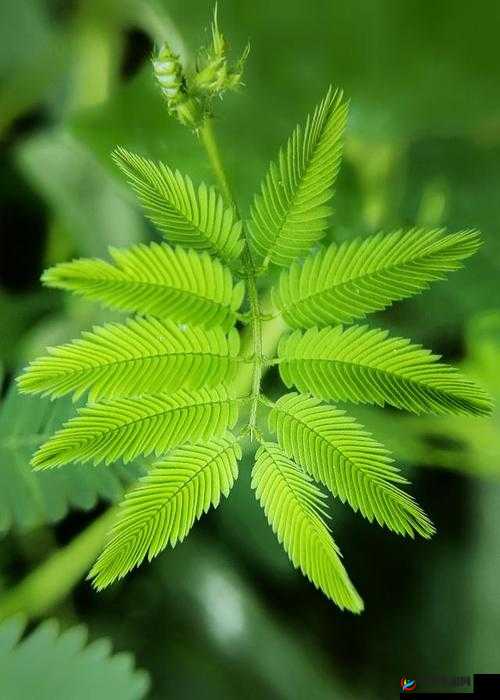 chinesesex 含羞草：探索性与神秘的奇妙植物