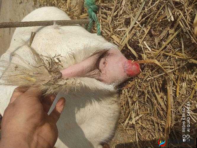 怀孕母羊四个水门特征：揭秘母羊孕期的神秘变化