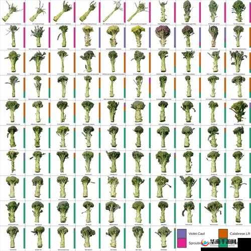 各类 B 型图片展示及详细解读分析