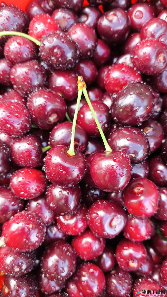 www97com 樱桃:畅享独特魅力之美味果实