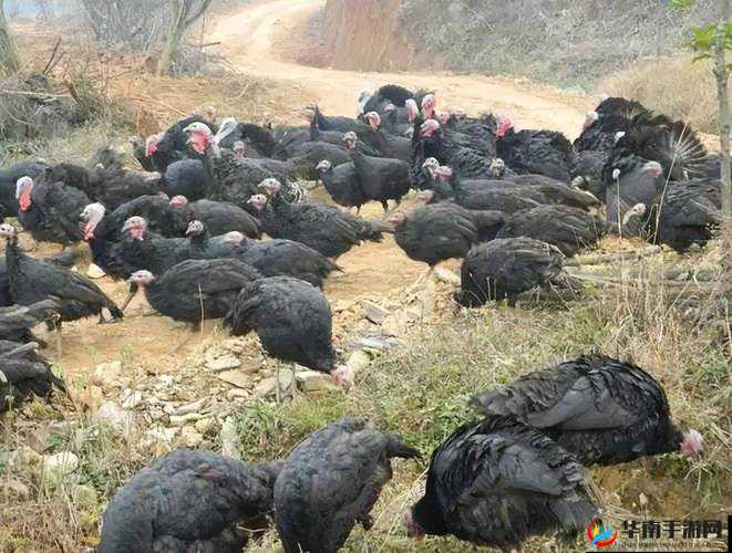 人马畜禽CROPROATION：关于其内涵与意义的深入探讨