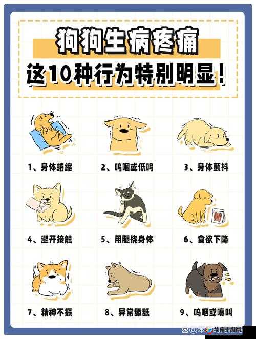 狗狗配人后几天不疼的解决方法：如何减轻疼痛