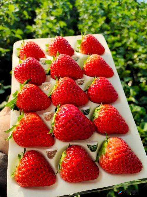 草莓直播免费观看视频：精彩内容随时等您来欣赏