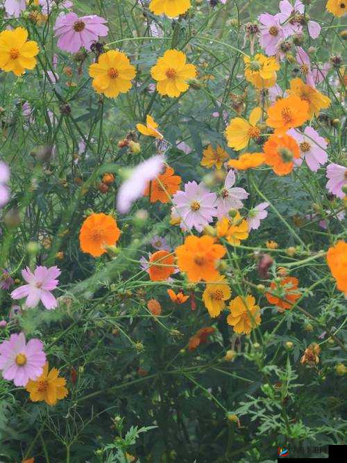 野花韩国高清免费视频:纯净自然之美,领略不一样的视觉盛宴