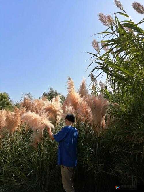 芦苇地里要妈妈要说福原唱：儿子被妈妈骗到芦苇地后发生的事