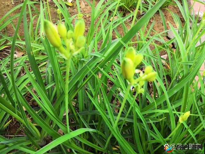 麻花豆后忘忧草传媒：打造绿色健康的网络视听平台