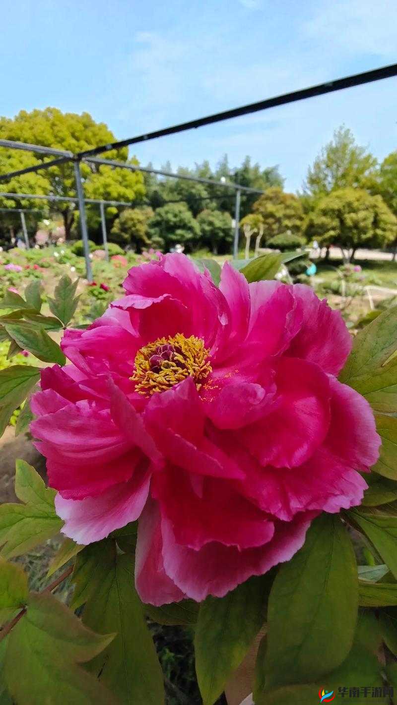 亭亭玉立的国色天香九月天:那独特的魅力与风采