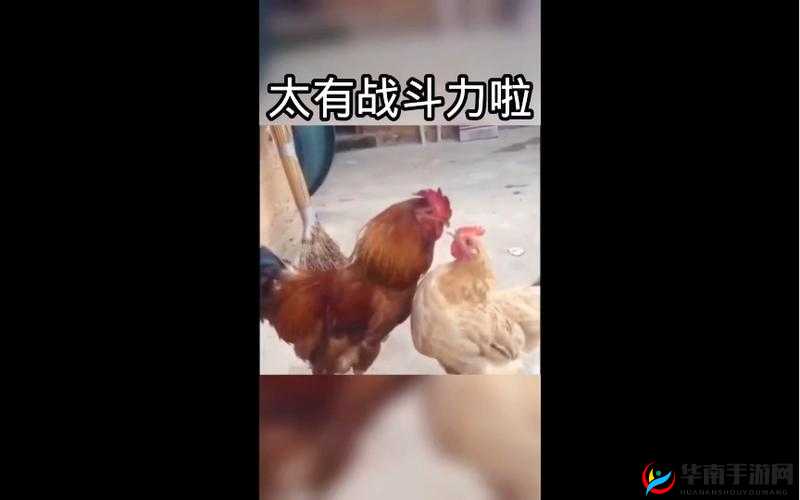 兄弟 1v2 前后：一场激烈的战斗，谁能笑到最后？