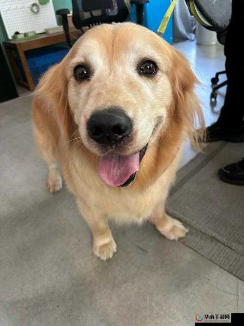 盘点影视剧中的毛多多 BGM：有哪些经典场景让你印象深刻？