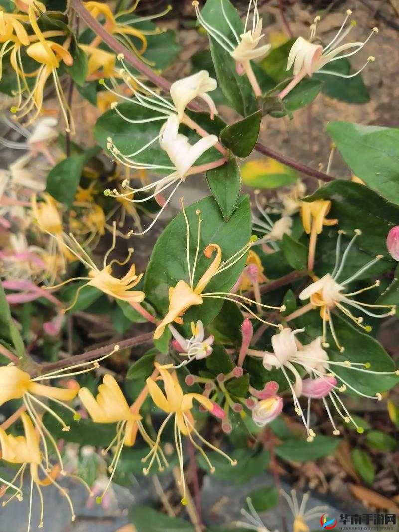 金银花梅花 2 是一种具有独特魅力的花卉品种