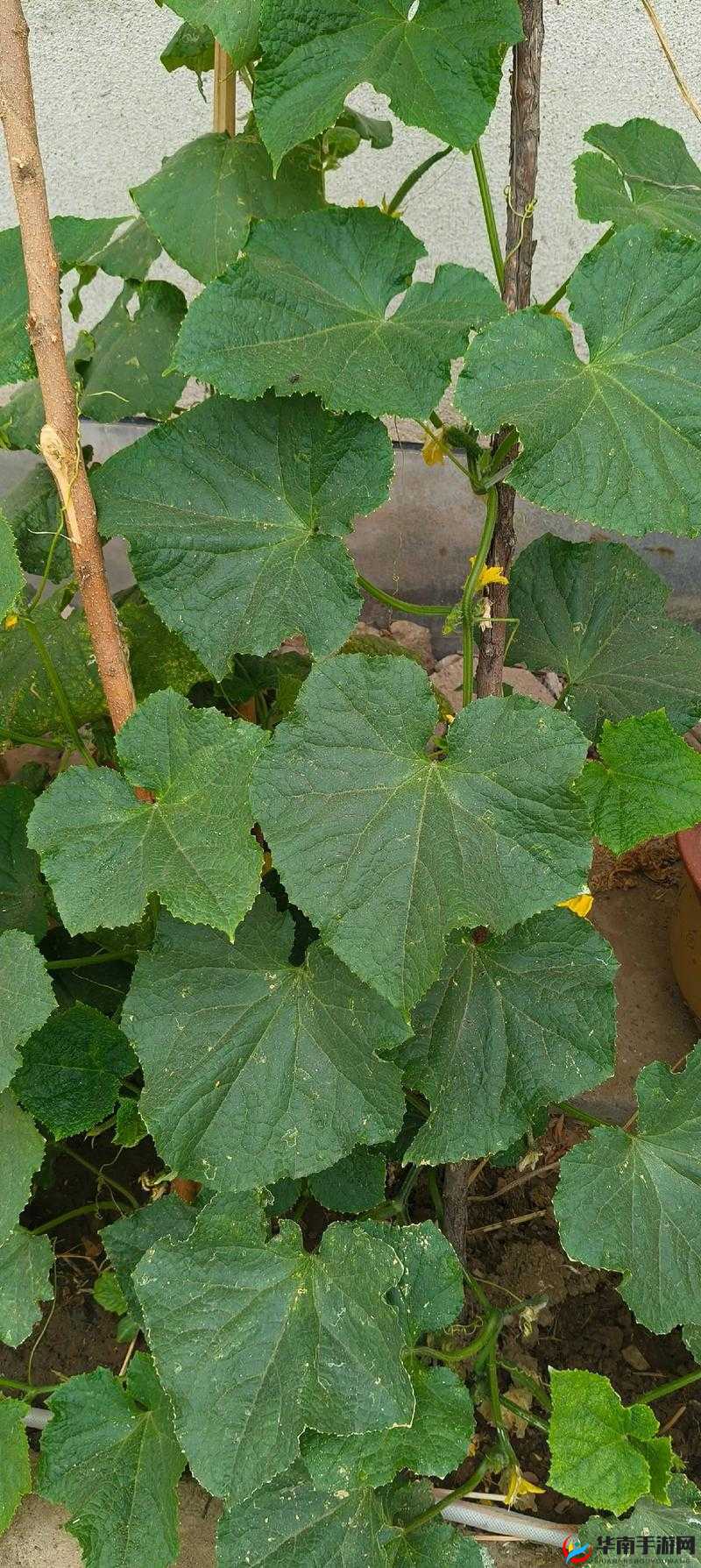 向日葵草莓秋葵黄瓜荔枝丝瓜：丰富多彩的果蔬乐园