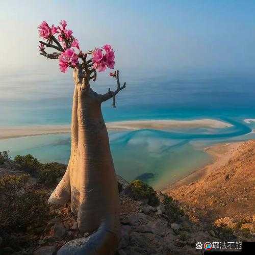 6 一Ⅰ3 哟交 WWW：探寻其背后的神秘面纱与独特魅力