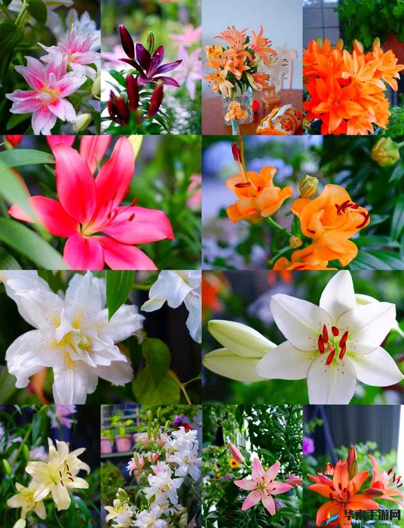 一入百合深似海：探寻那芬芳绚烂的百合世界