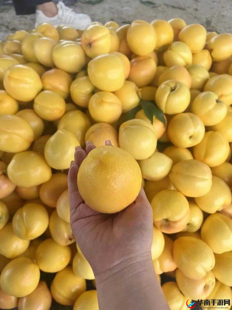 蒙阴蜜桃：源自山东的甜蜜瑰宝口感鲜美令人陶醉