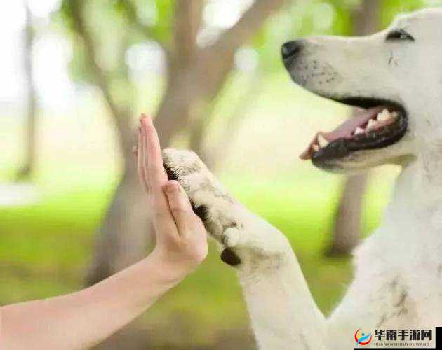 人与动物交互：开启奇妙而温暖的心灵之旅