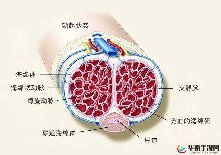 男生睾丸被摸后流出黏糊糊的东西:性行为背后的原因与影响