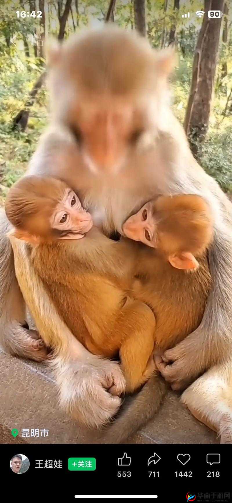 两个人生猴子的场景：见证新生命诞生的奇妙时刻