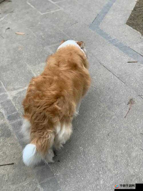 ZoomServo 兽狗产品特点深入解读：一款集智能、安全、互动于一身的宠物伴侣