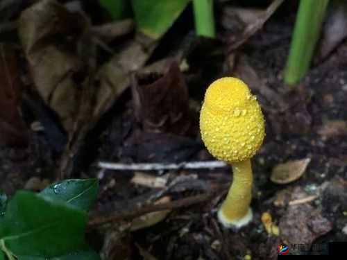 蘑菇视频黄片三级相关内容不宜传播和宣扬