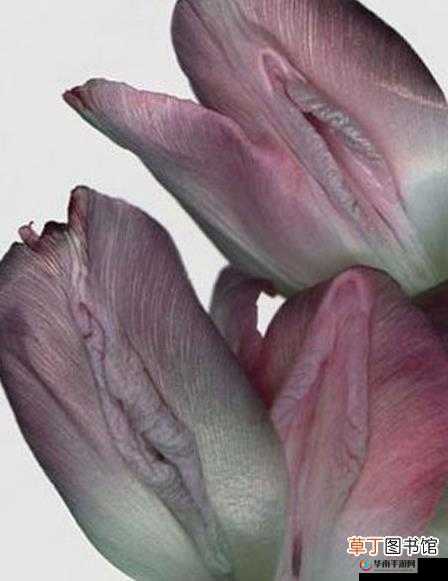 久久精品舔阴：探索两性私密世界的精彩瞬间