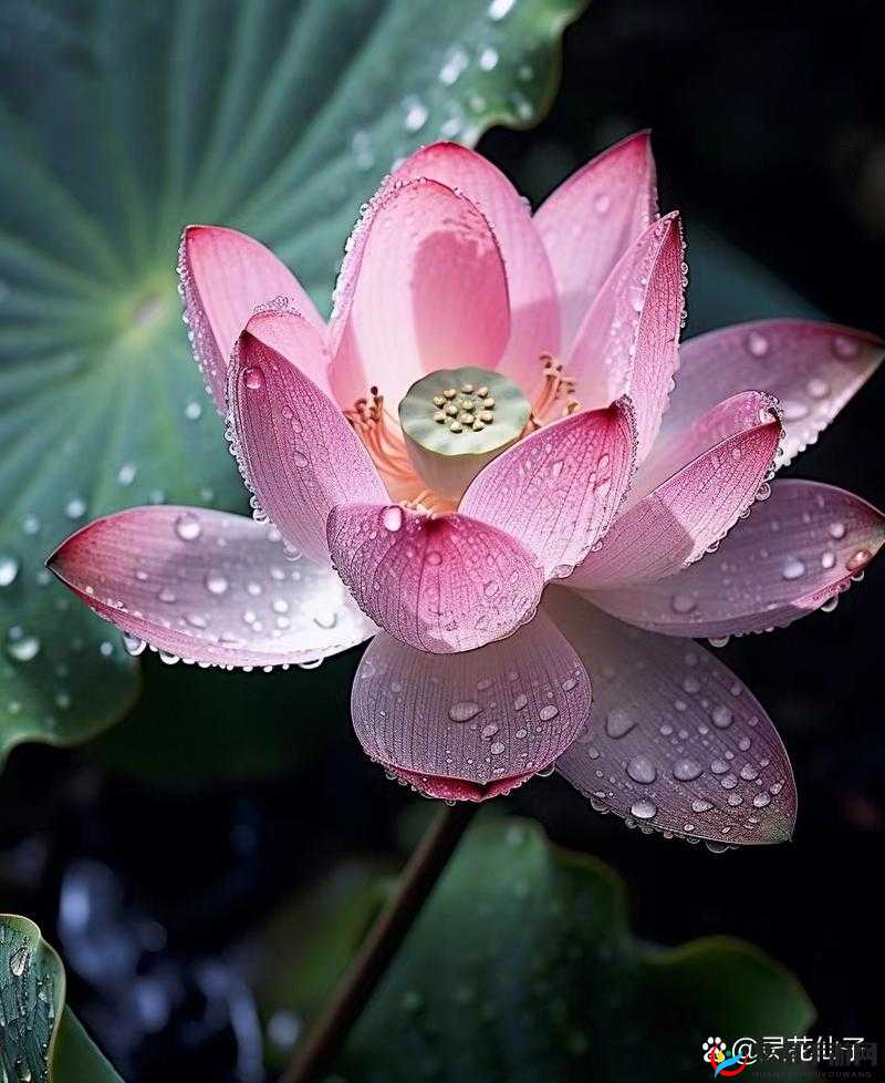 亭亭玉立的荷花与国色天香的牡丹争艳