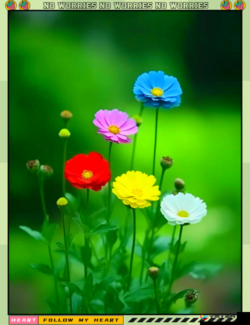 野花日本韩国 HD 免费完整版高清版:领略日韩影视魅力