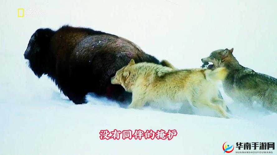 狼群网视频在线观看：体验狼群生活的刺激与震撼