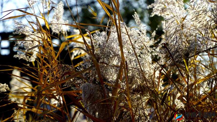 田福和母亲在芦苇中的对话:母子间的心灵交流与深情倾诉