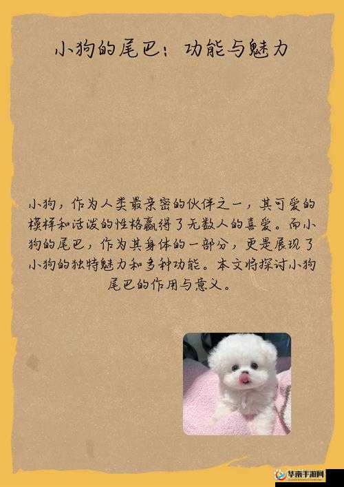 枯瘦娇小毛少 videos 相关内容引发的独特探讨