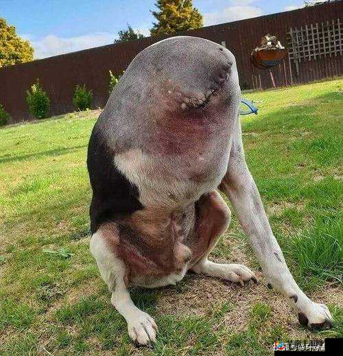 m 像狗一下爬行真的太令人震惊了：为何会出现这样的行为