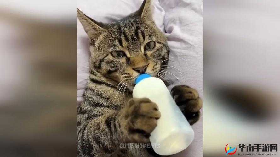 呆哥兰兰在线视频：精彩内容不容错过的有趣视频