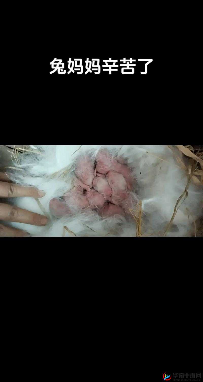 咬小兔兔是站着还是躺着:探究其姿势背后的秘密