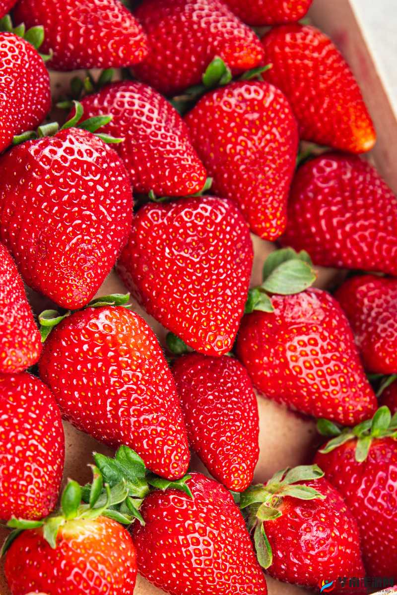 草莓直播间：呈现新鲜甜美的草莓盛宴