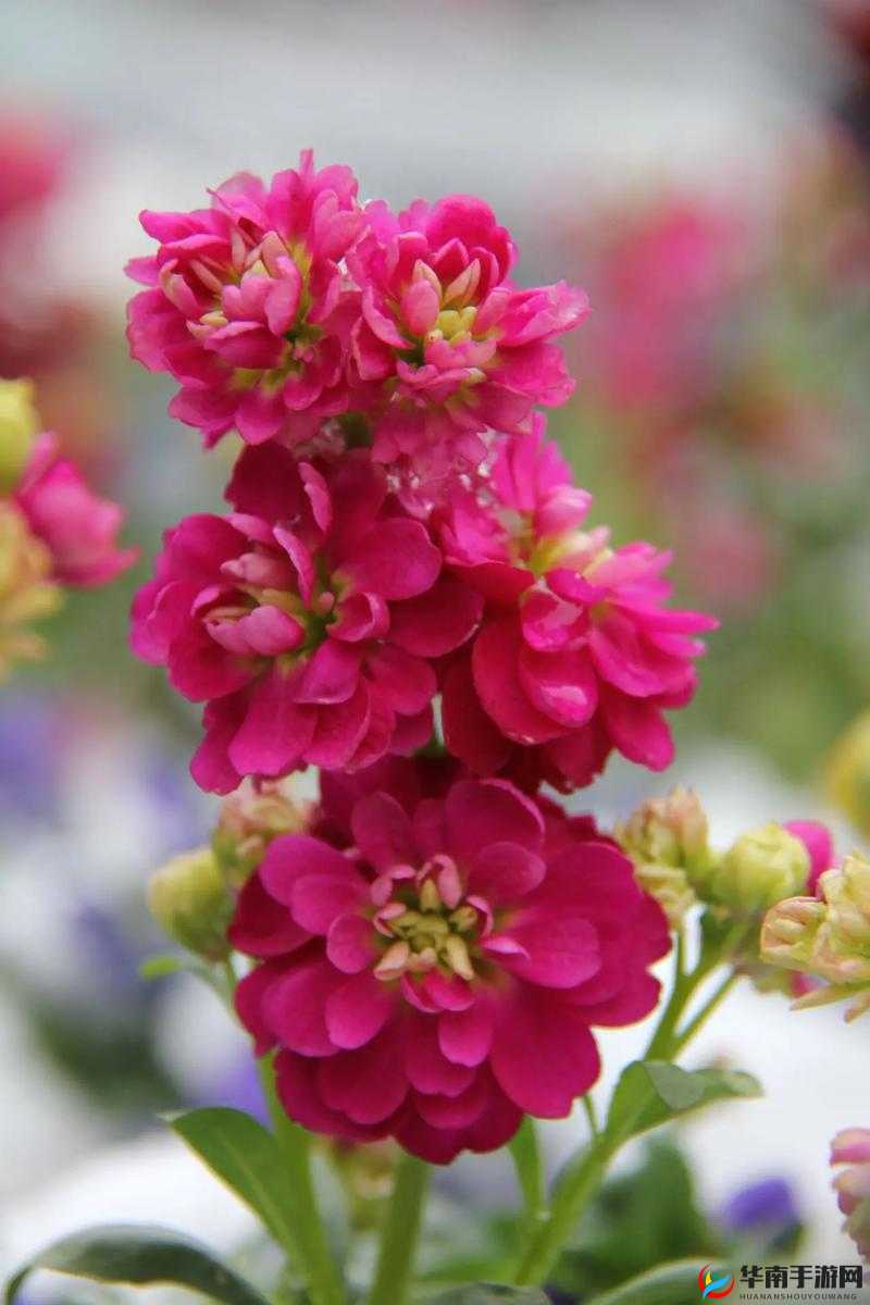 野花在线观看免费观看手机:畅享精彩无需付费的手机观影之旅