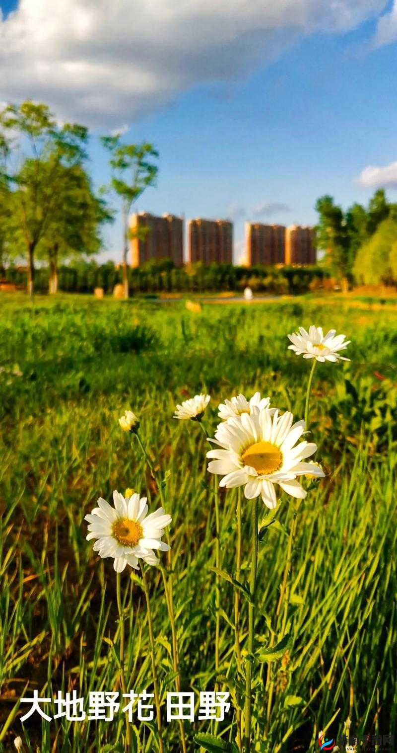 野花日本视频免费观看 5：日本野花的独特魅力