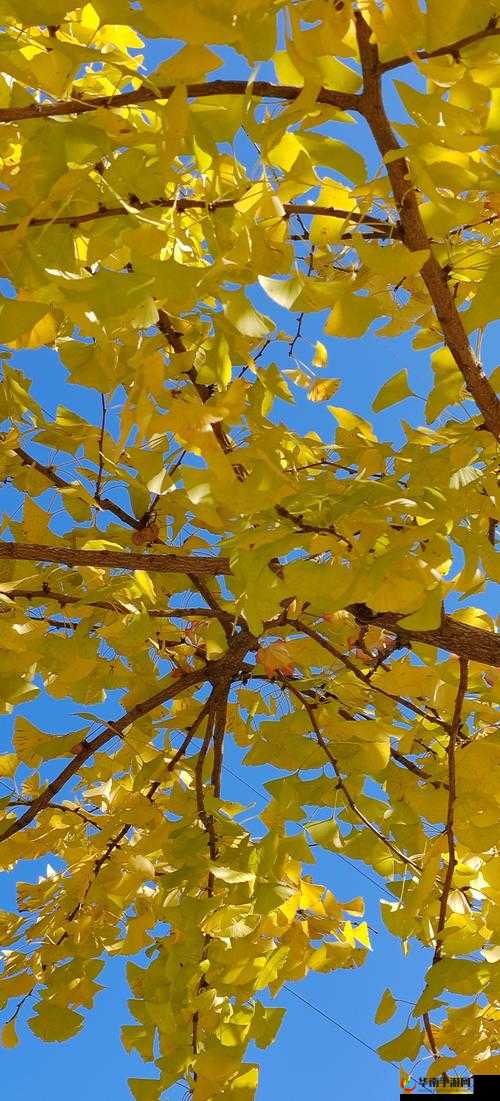 成人银杏视频成片在线观看：探索自然之美与生命奥秘