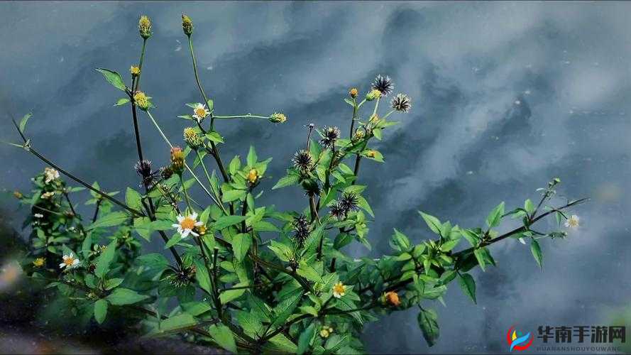 吃花核心流水是什么意思及相关探讨