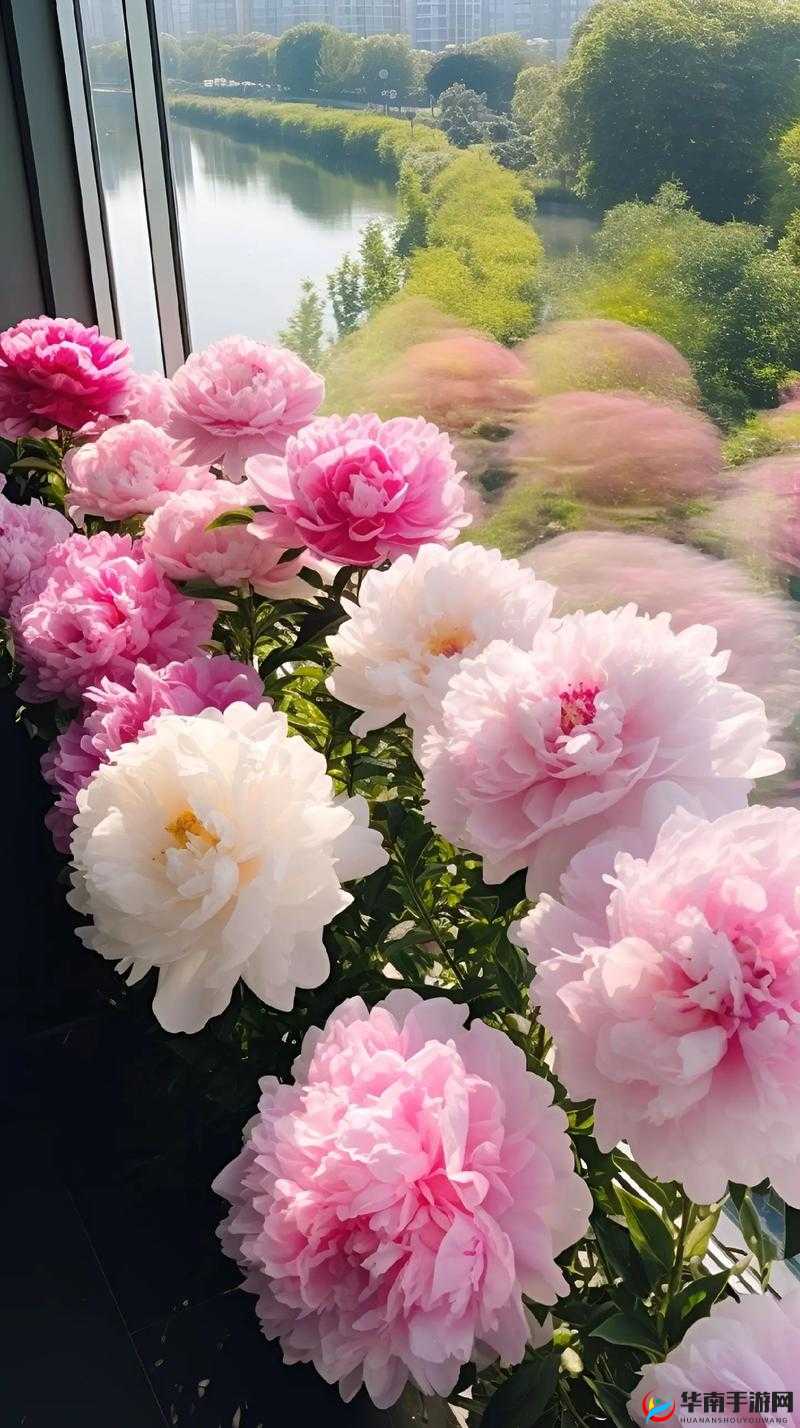 香软玉滑 LVL 芍药：极致绽放的美丽与芬芳