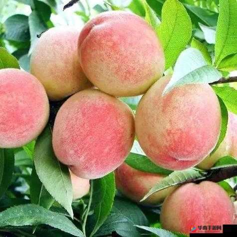 美丽的水蜜桃 2 ：口感鲜美令人陶醉的水果珍品