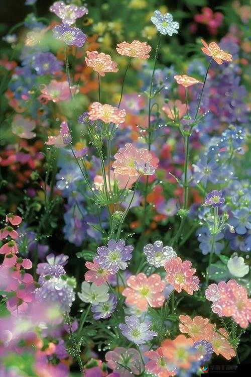 野花韩国日本高清免费 5 带来别样视觉盛宴