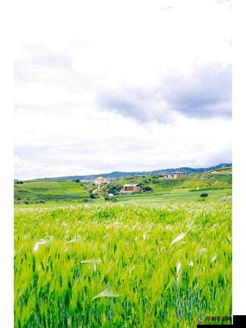 野花韩国免费观看：带你领略独特的影视风情世界