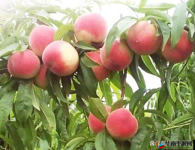 红挑 38·43：关于它的详细介绍与深入分析