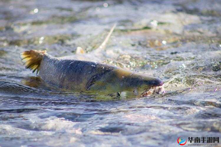 鲤鱼吸水正确姿势的奥秘与技巧探讨