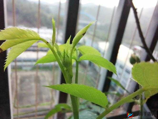 第一百三十六章开花苞上：探寻神秘花苞绽放之始