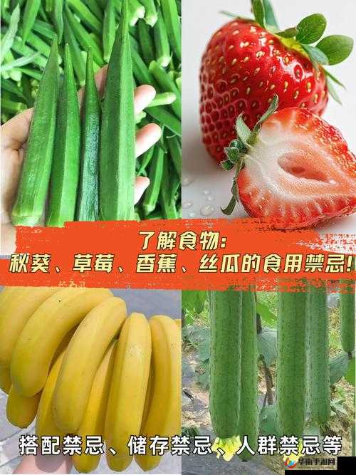 草莓丝瓜榴莲秋葵黄瓜丝：丰富蔬果带来的多彩生活体验