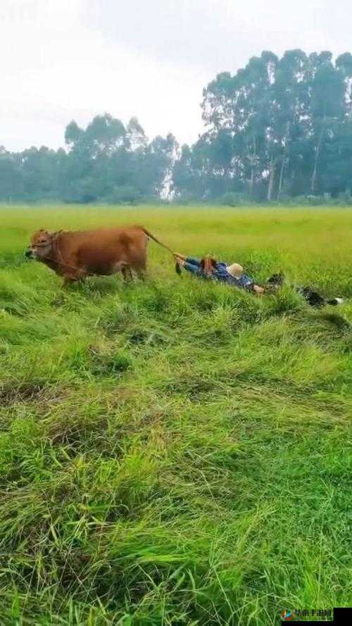 牛汉子：粗大的内捧进出爽，谁与争锋