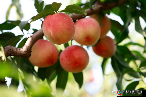 北京 18 号桃：品种优良、口感香甜多汁的特色桃品