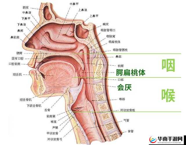 关于如何实现整根物体完整吞到喉咙的技巧探讨